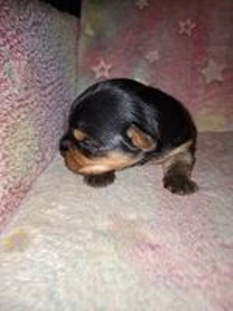   yorkchire terrier  