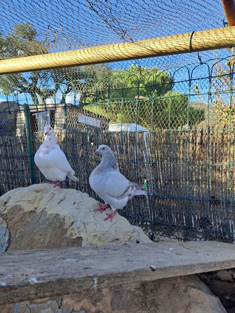 Jeunes pigeons texans 15 83230 Bormes-les-mimosas