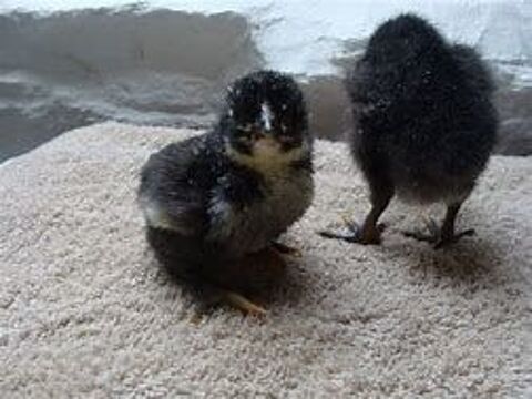 Oeuf fécondé et poussin noir de janzé 2 77540 Courpalay