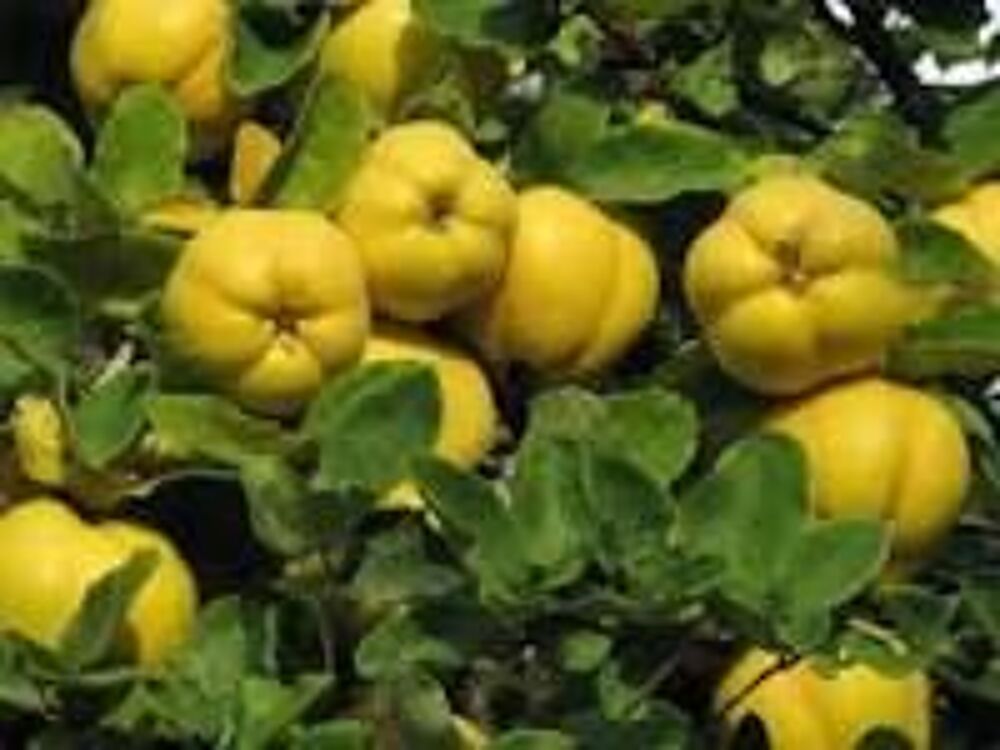 1 plant de cognassier Jardin