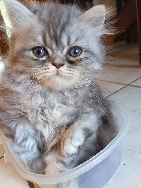 Chatons persans 600 85180 Les sables-d'olonne