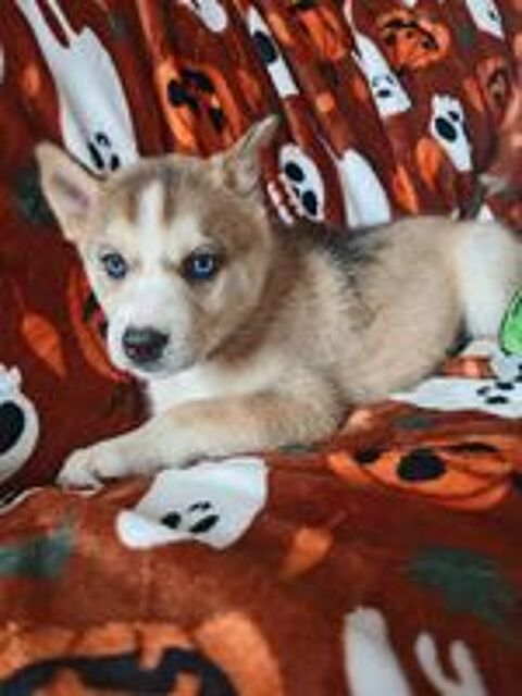   Husky siberien 