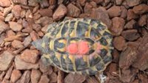   Tortues 