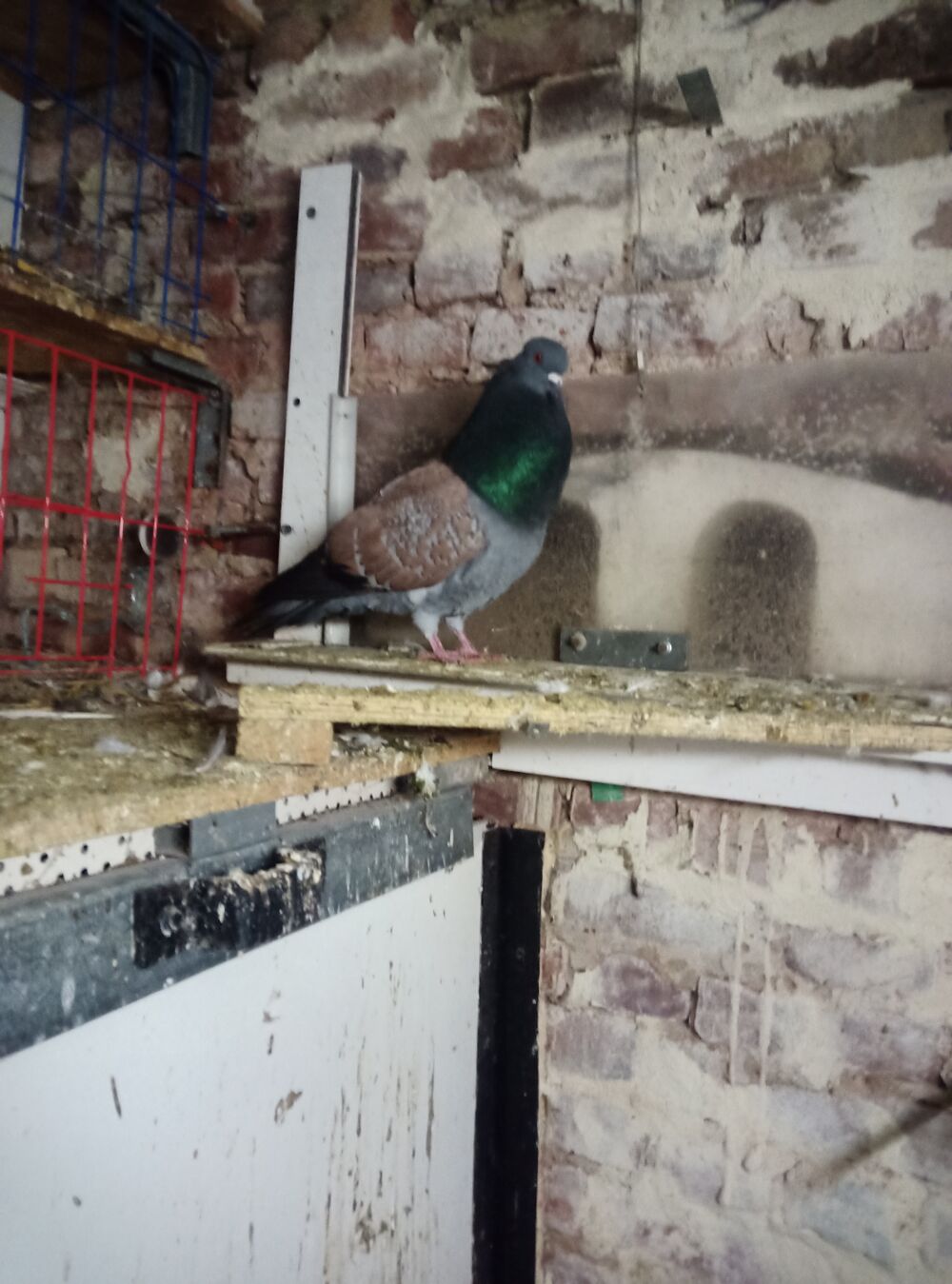   Pigeons cauchois sottobanca  