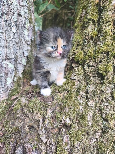 Chatons siberiens LOOF 1500 85310 Chaill�-sous-les-ormeaux