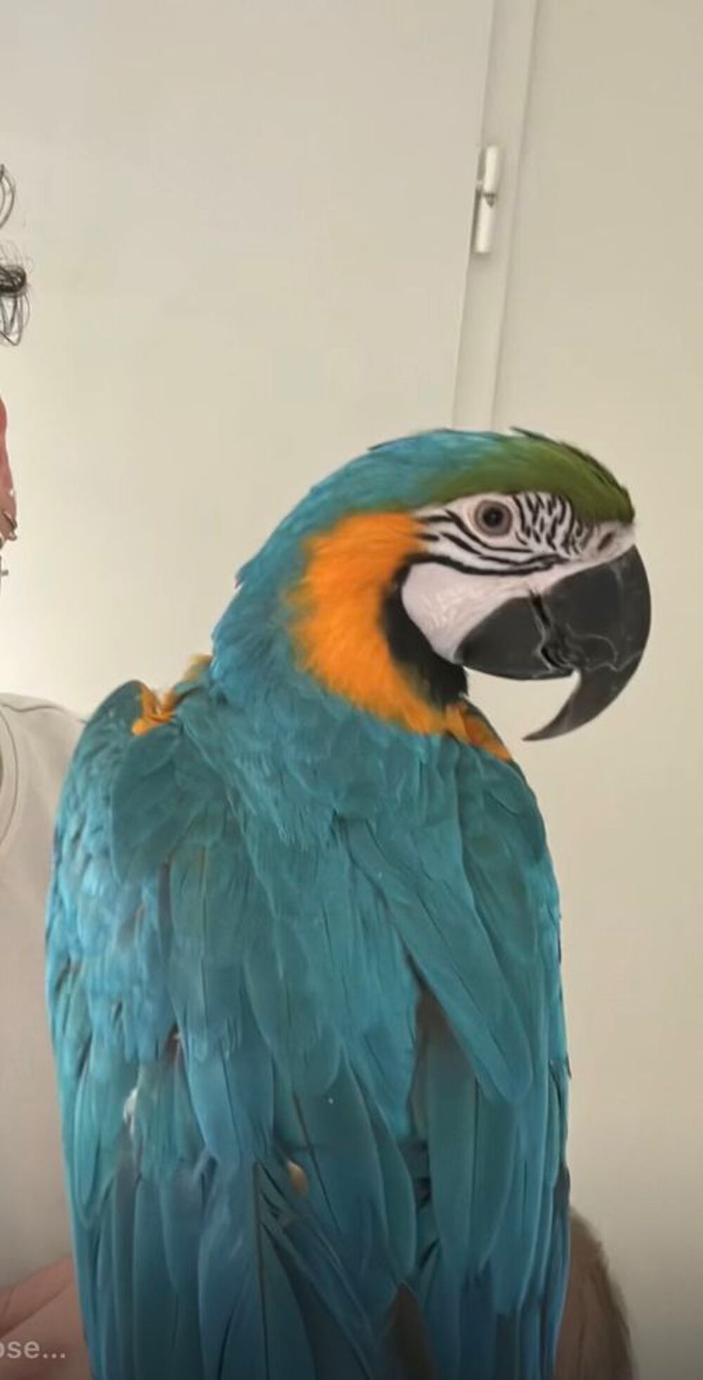  Ara bleu  