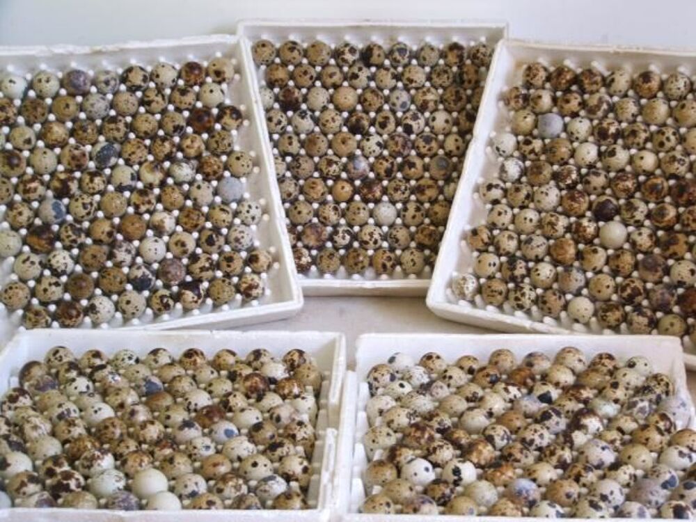   Oeufs de cailles fécondés reproducteurs plus de 450 gr. 