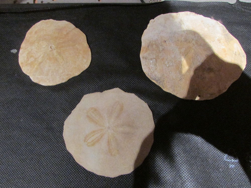 fossile de bordeaux 