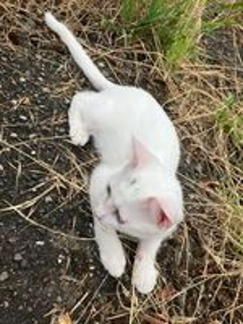   chaton femelle 