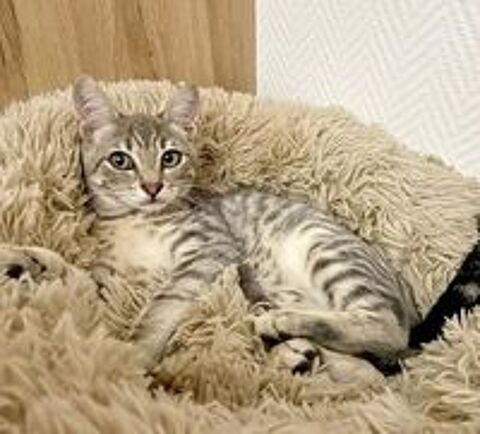   ROMEO adorable chaton 4 mois cherche famille 
