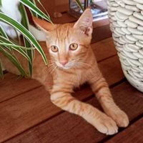   ✨️ NIRO ✨️ 🐱 