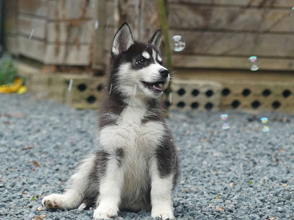   Chiots Husky sibrien  