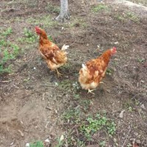   3 poules rousses 
