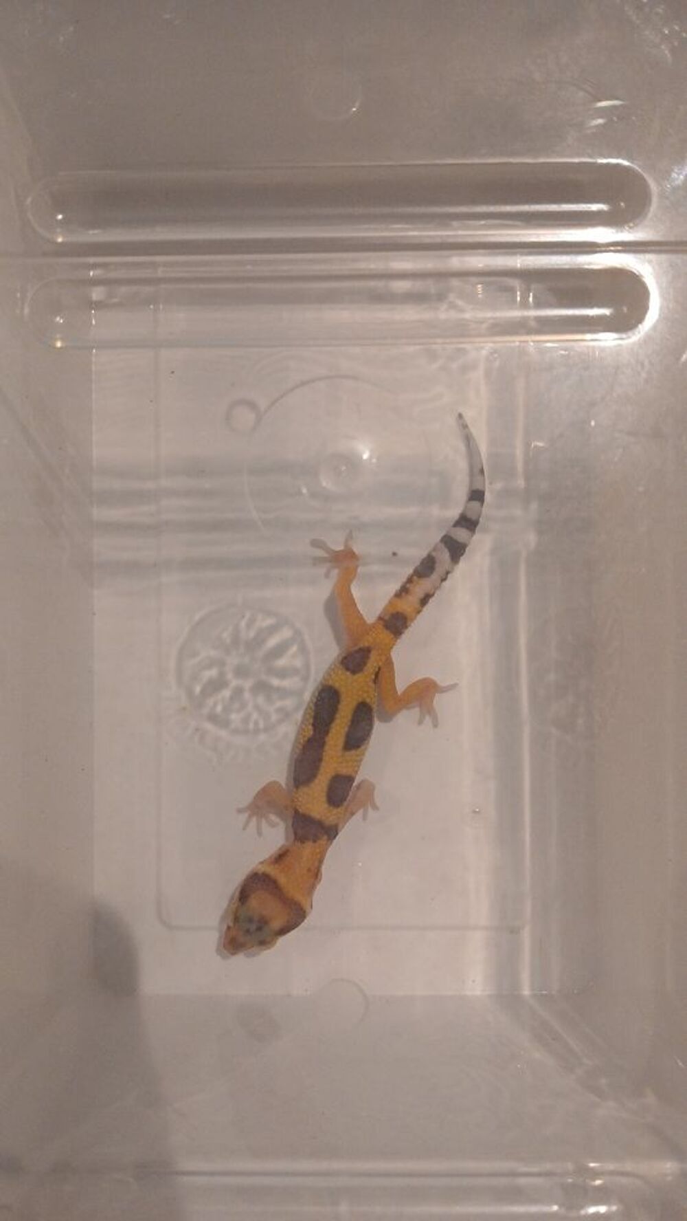   Gecko léopard  
