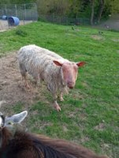  Mouton rouge de l'ouest de 6 ans 
