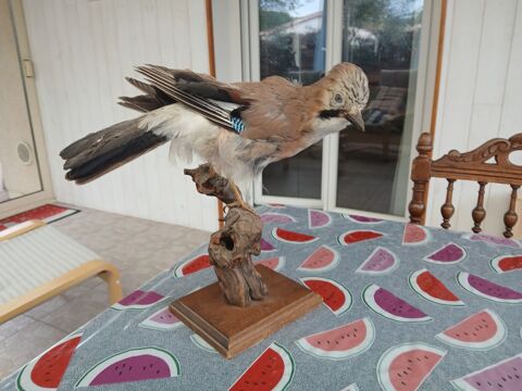 Geai des chênes,  oiseaux naturalisé 50 33140 Villenave-d'ornon