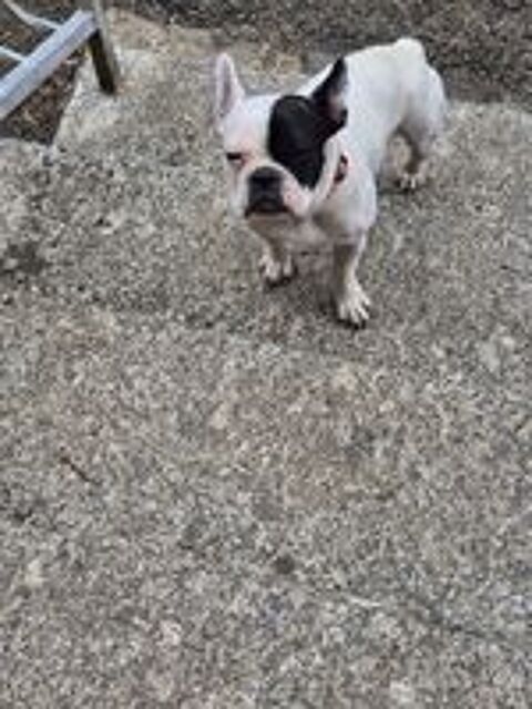   Chiot  6 mois 