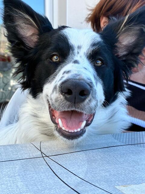 Vend chiot  border collie  7 mois 600 34410 S�rignan