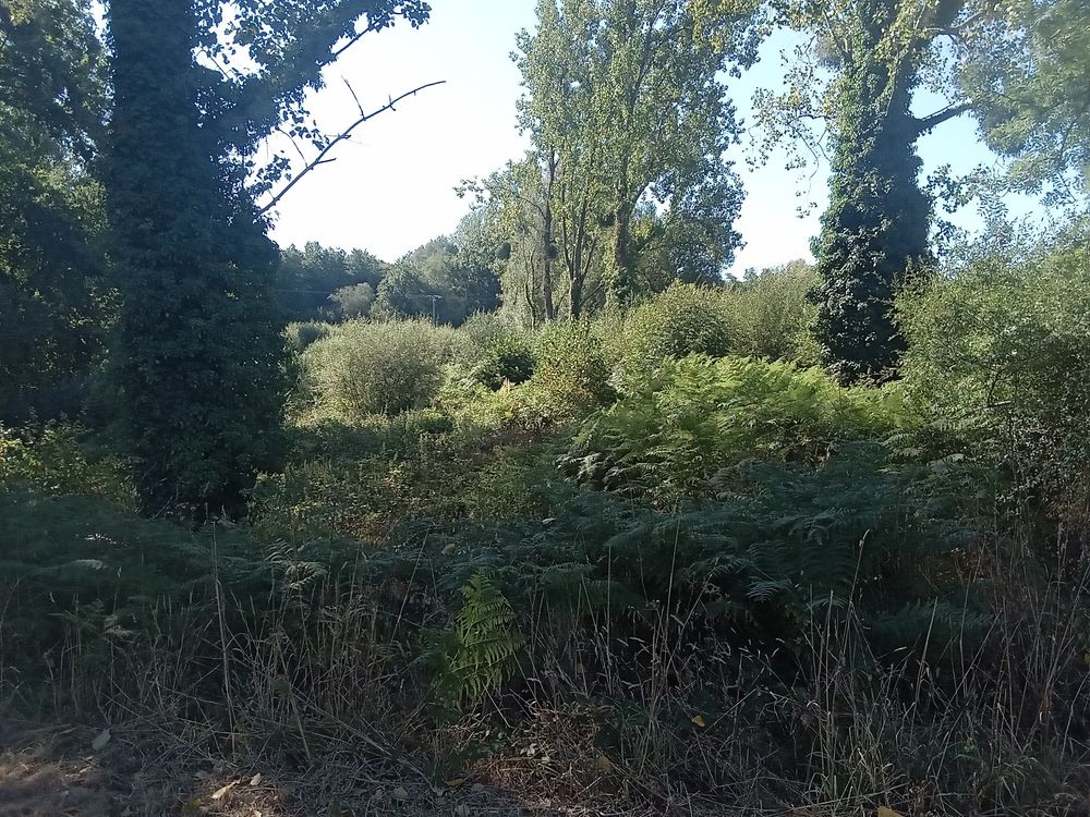 Vente Terrain BOIS Gu�gon