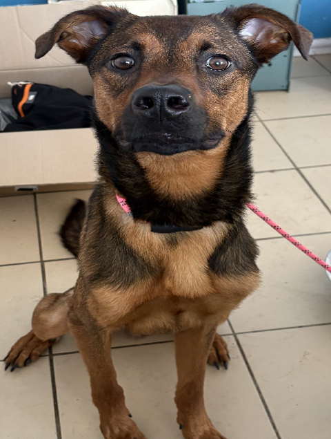 BERLIOZ, chien type berger, 1 an 220 34500 Béziers