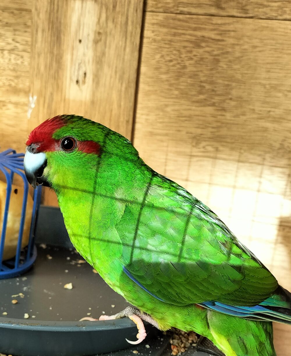   Kakariki  