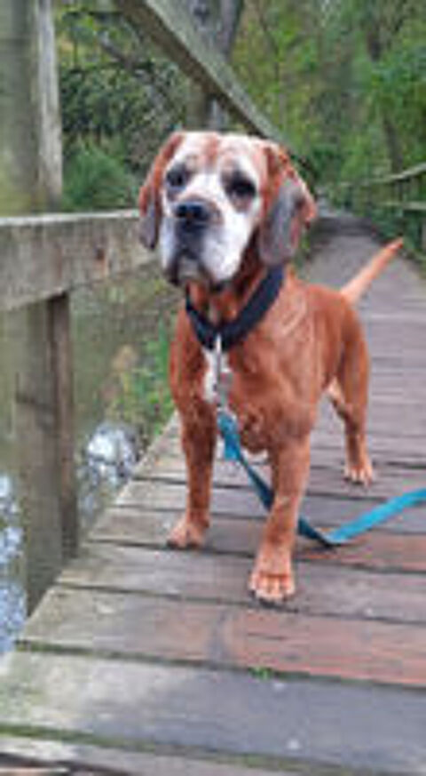   Bibou, trs affectueux crois Boxer 