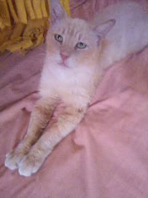 Chat mâle adulte à adopter sur Marseille 0 13004 Marseille