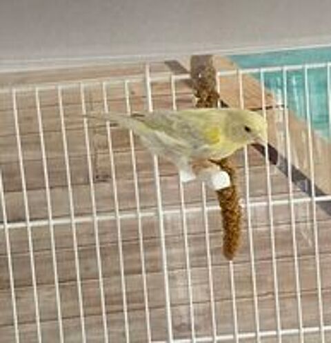   Canaris 