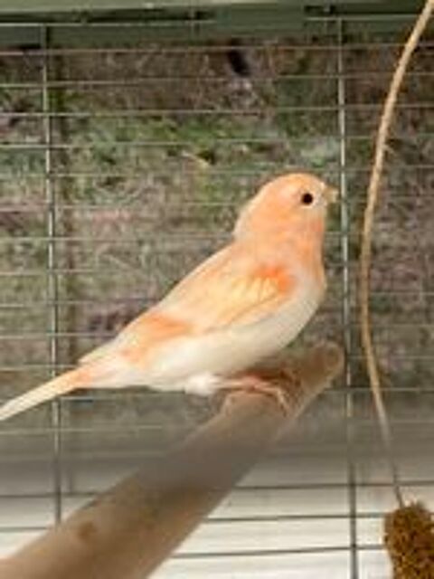   Canari 