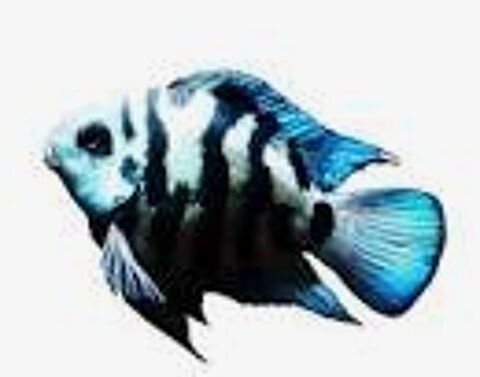 Donne couple  "Cichlasoma Blue Parrot" 0 75013 Paris