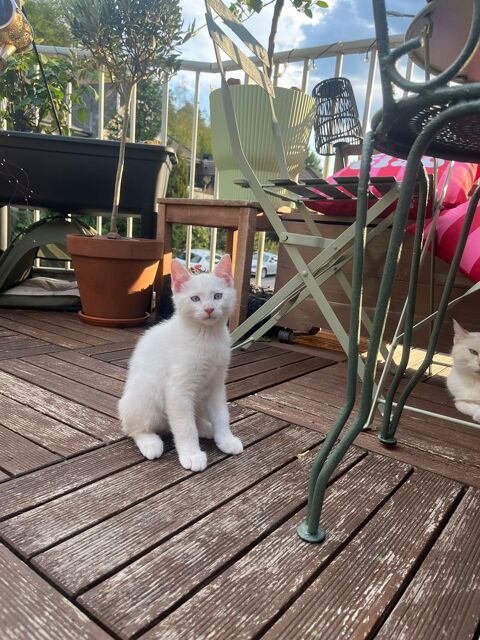 Donne chatons 0 68650 Lapoutroie