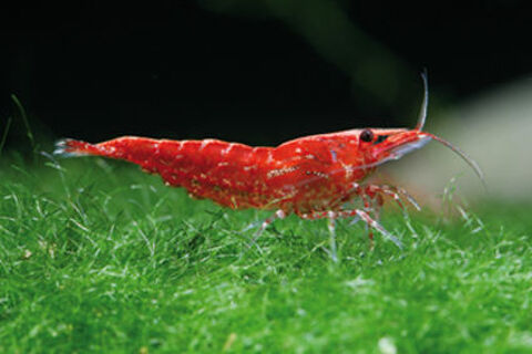 Crevettes Red Cherry ou Sakura 0 41000 Blois