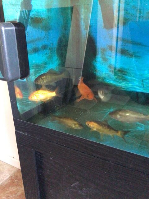 Poissons rouges bassin 5 57480 Kirschnaumen
