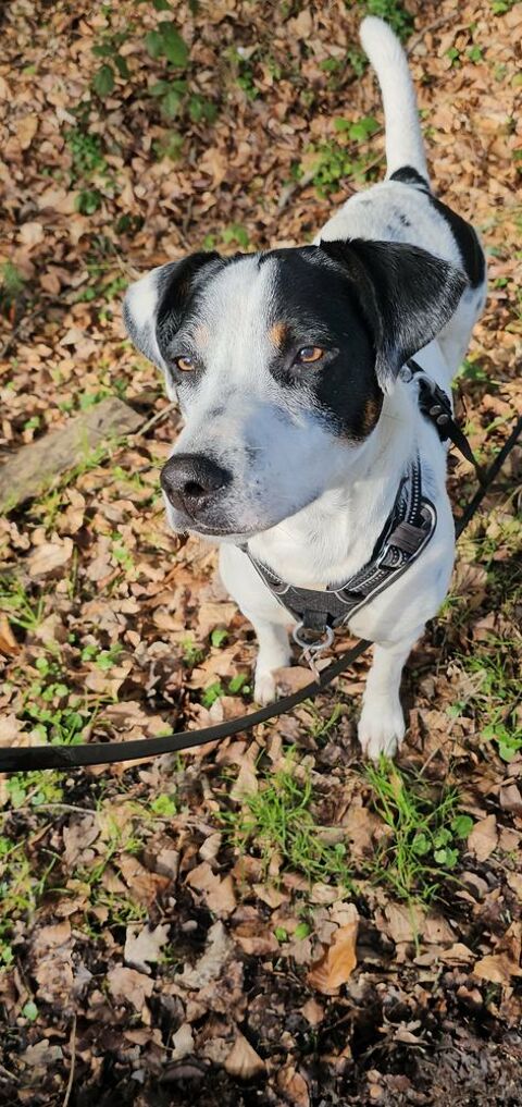 Vador l'adorable petit guerrier tripatte 50 76480 Jumi�ges