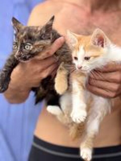   À donner chaton 