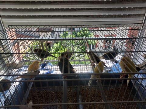 canaris 100 42700 Firminy