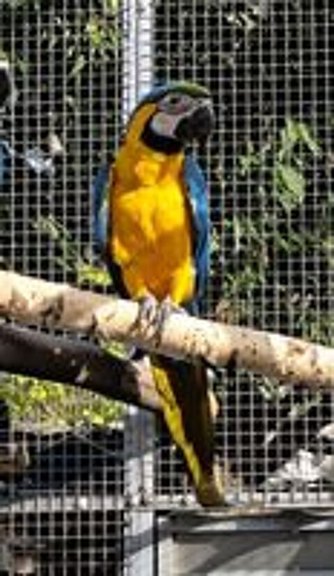   Ara ararauna femelle 2025 