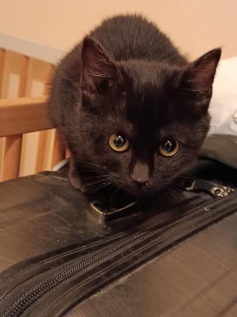 Chat IRIS à l adoption 150 30000 Nmes