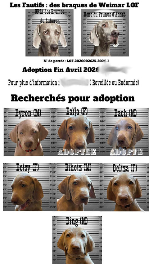 Chiots Braque de WEIMAR LOF 800 34370 Maureilhan