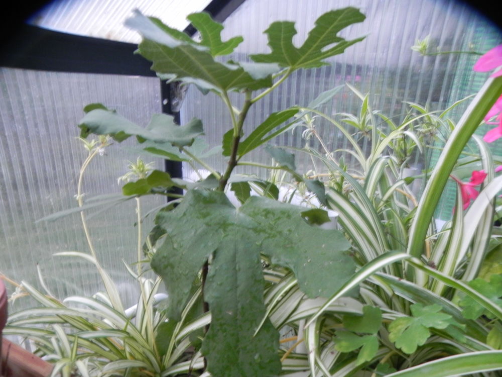 figuier de diff&eacute;rentes taille Jardin