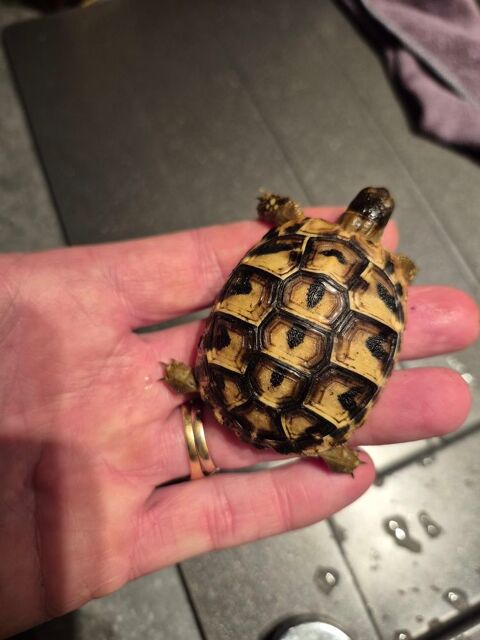 Tortue terrestre 
50 38410 Vaulnaveys-le-bas