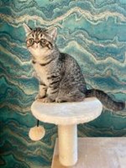   Chatons Exotic Shorthair LOOF santé et câlins garanties 
