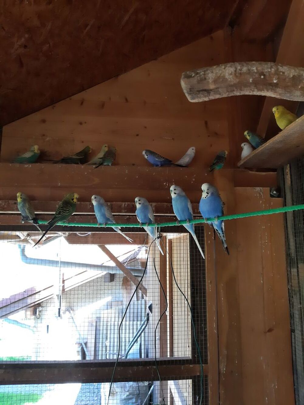   24 perruches ondulées  