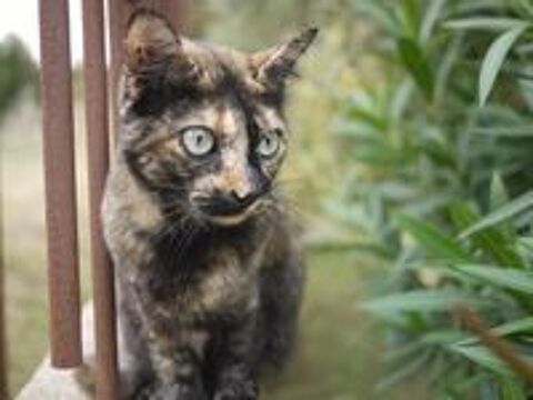   Shani jolie et gentille chatte a adopter 