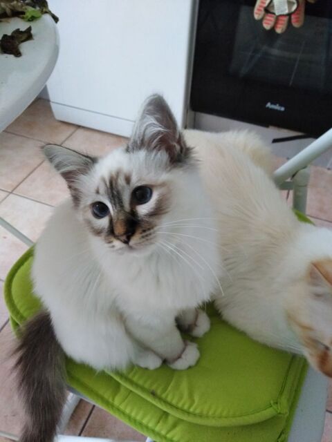 CHATON SACRE DE BIRMANIE LOOF 1000 41800 Montoire-sur-le-loir