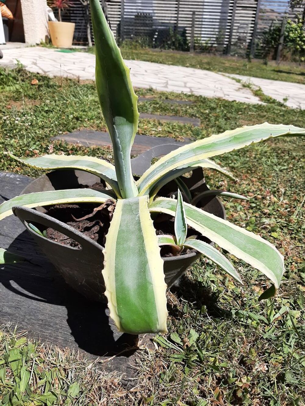 AGAVE Americana marginata Cactus Plante Jardin