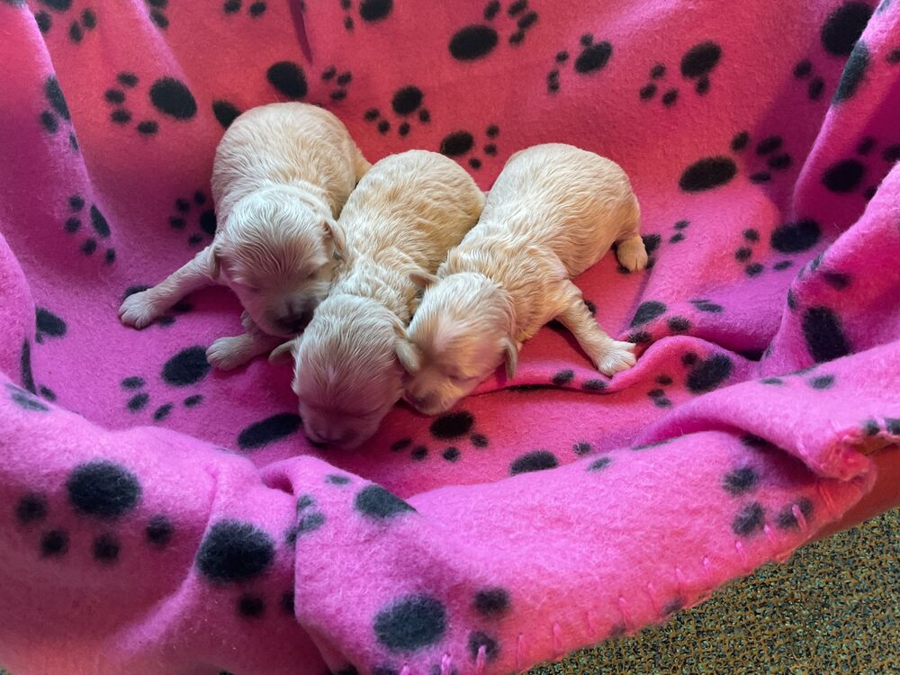   Maltipoo  
