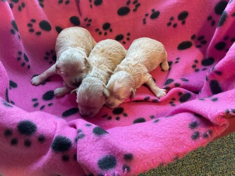 Maltipoo 1500 38150 Vernioz