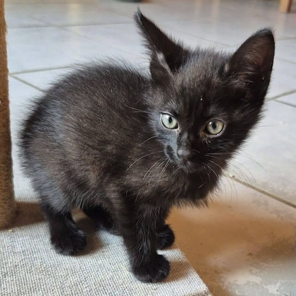   OSIRIS 