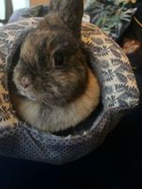  Lapin nain  